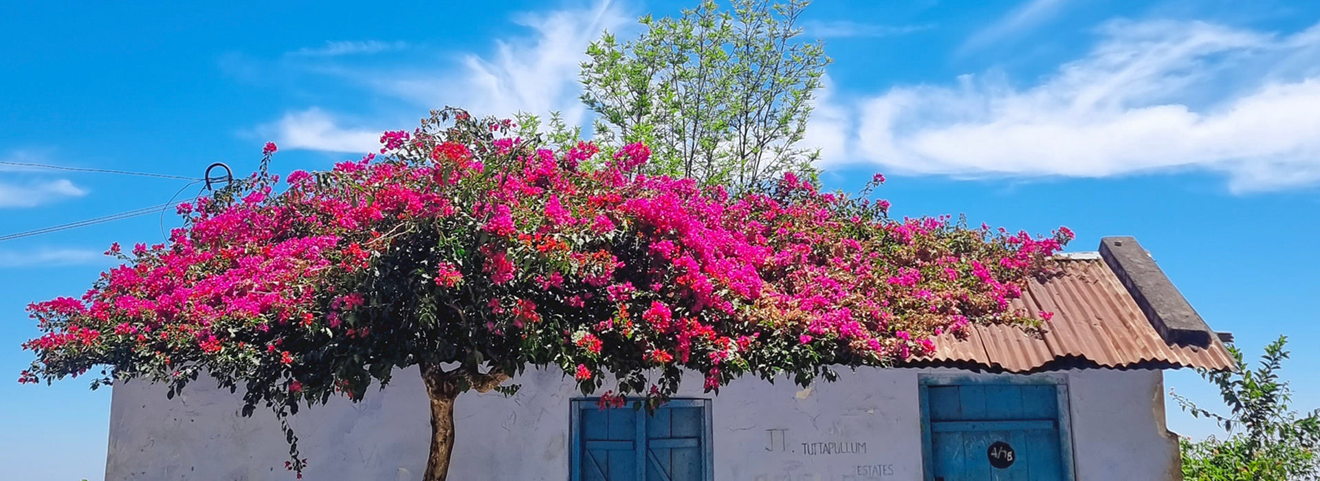 Bougainvillea Blooms